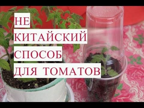 Выращивание рассады томатов китайским методом