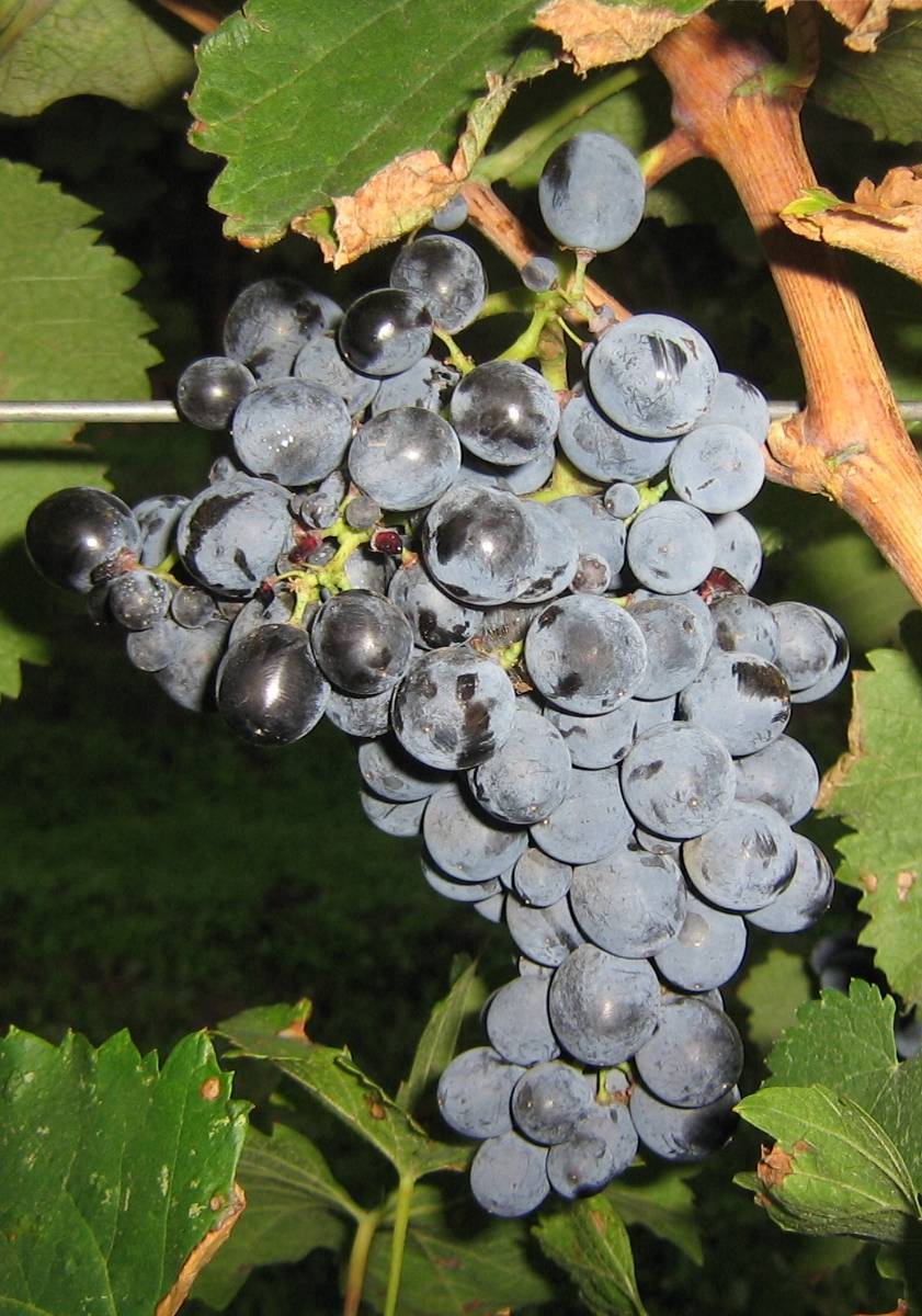 Сорт винограда саперави: описание и особенности