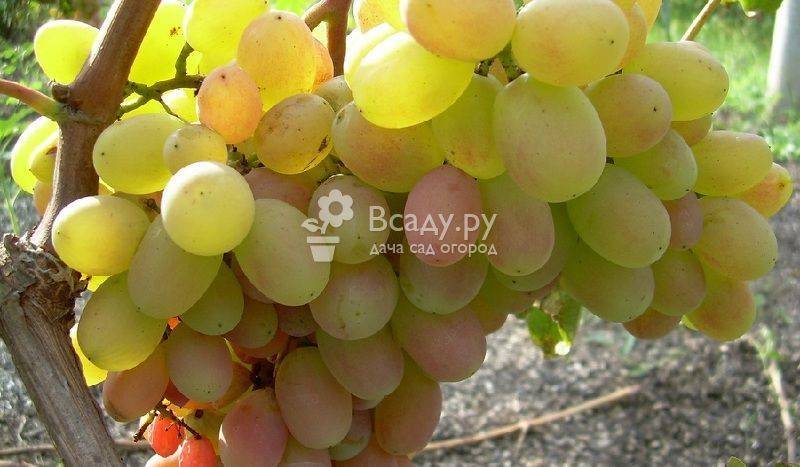 Выращивание и уход за виноградом сорта Тукай, преимущества и недостатки