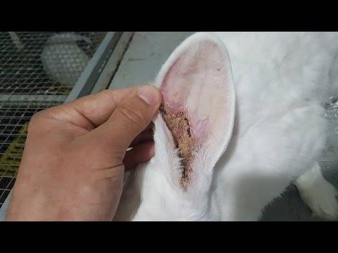 Основные болячки в кроличьих ушах и методы их лечения