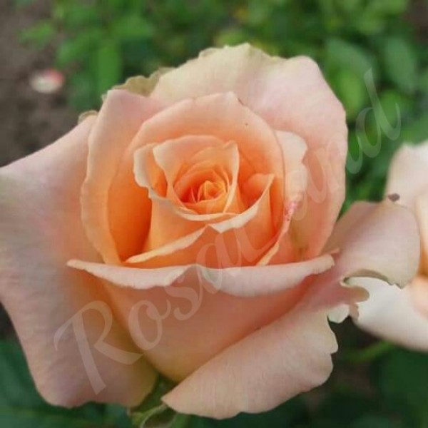 Чем флорибунда отличается от чайно-гибридной розы?