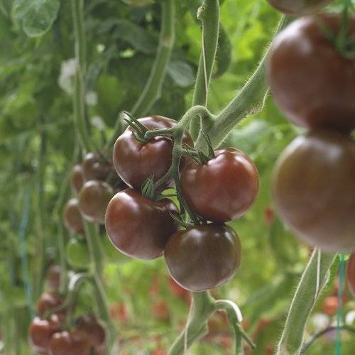 О помидорах кумато: описание сорта, характеристики томатов, посев