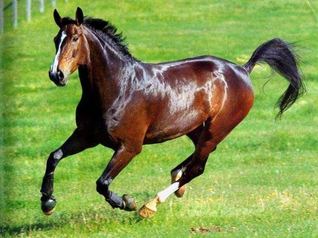 Арабская лошадь  фото, описание, ареал, питание, враги