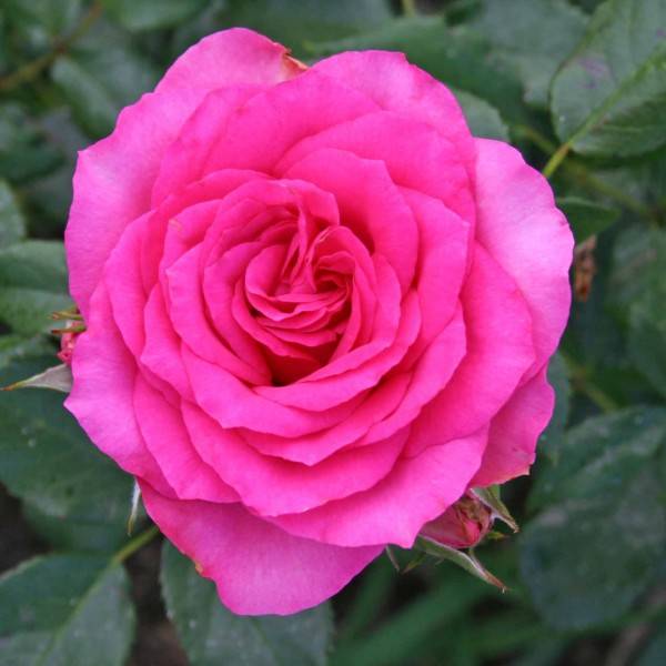 О розе Maritim: описание и характеристики, выращивание сорта плетистой розы