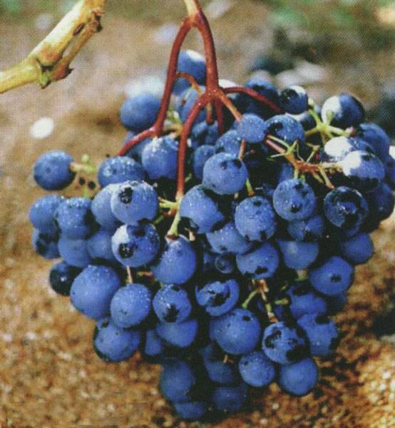 Сорт виноградной лозы загадка шарова — особенности выращивания