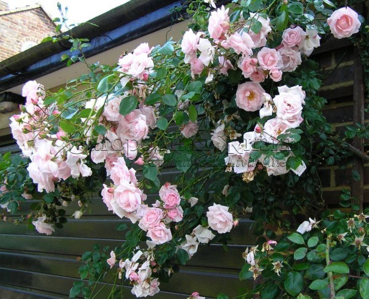 Роза нью даун: фото и описание цветка, уход за плетистым растением, отличие от остальных видов, размножение, борьба с болезнями и вредителями
