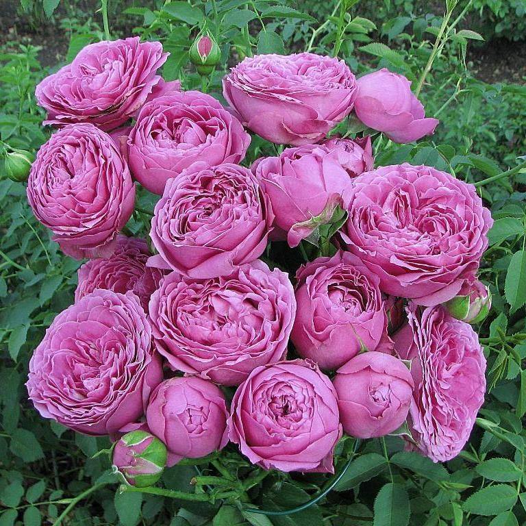 Посадка пионовидной кустовой спрей-розы мисти баблс: как ухаживать за цветком