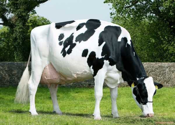 Как с помощью простых измерений узнать сколько весит корова