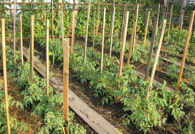 Как правильно сажать томаты в теплице: оптимальные сроки и схемы посадки