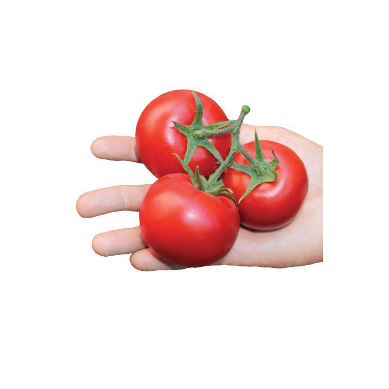 Сорт томата «татьяна»: описание, характеристика, посев на рассаду, подкормка, урожайность, фото, видео и самые распространенные болезни томатов