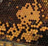 Процесс размножения семьи пчел