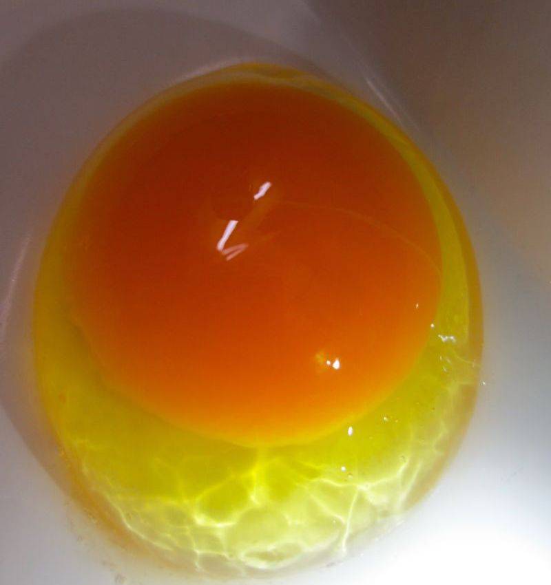 Что делать, если курица снесла яйцо без скорлупы?