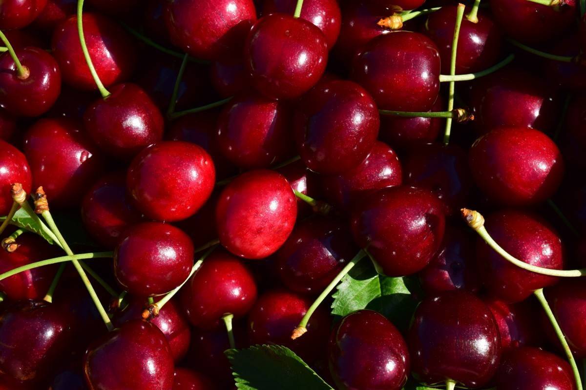 О сортах вишни для Нижегородской области: описание и характеристики