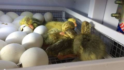 Инкубация куриных яиц: режим, таблица температуры и влажности, а также отличия в выращивании птенцов в механическом и пенопластовом устройствах