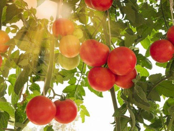 Помидоры малиновое чудо: описание сорта, отзывы, фото, урожайность | tomatland.ru