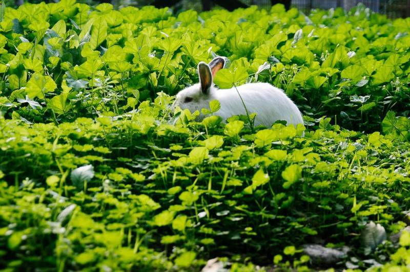 Укроп кроликам. Кролик на травке. Зелень для кролика. Трава для кролей. Травяной кролик.