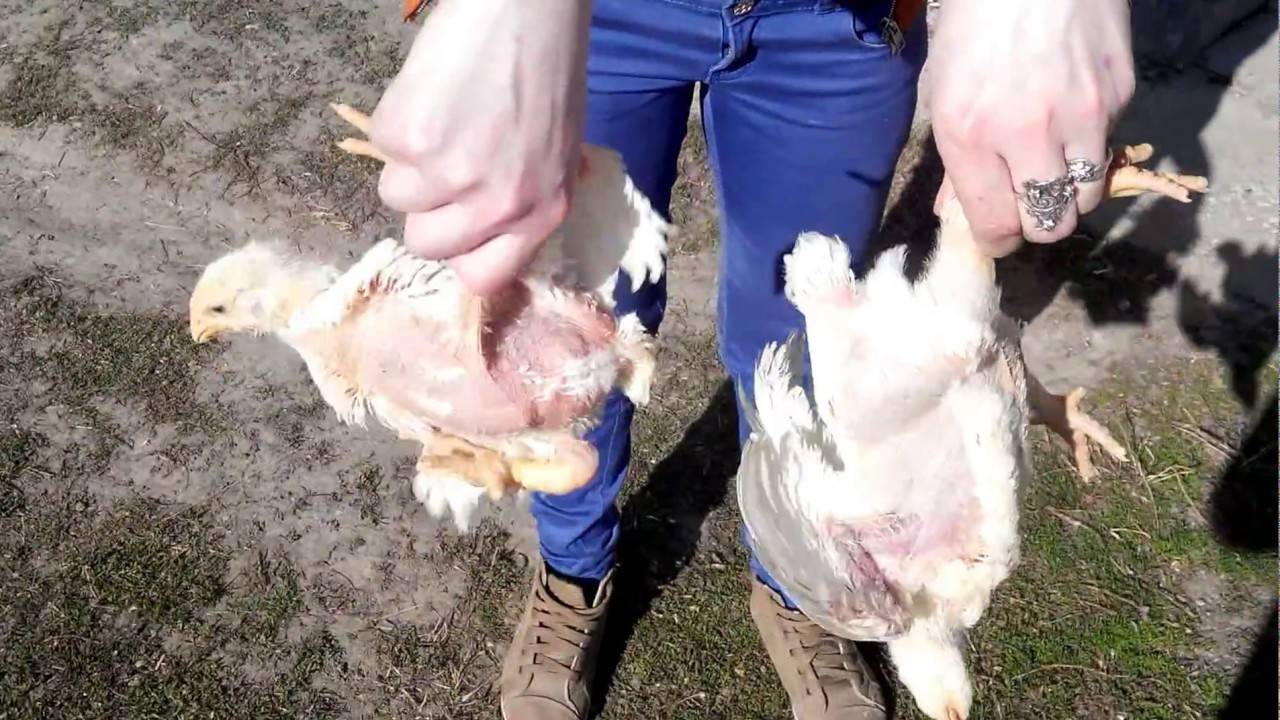 Как определить пол цыплёнка: петух или курица