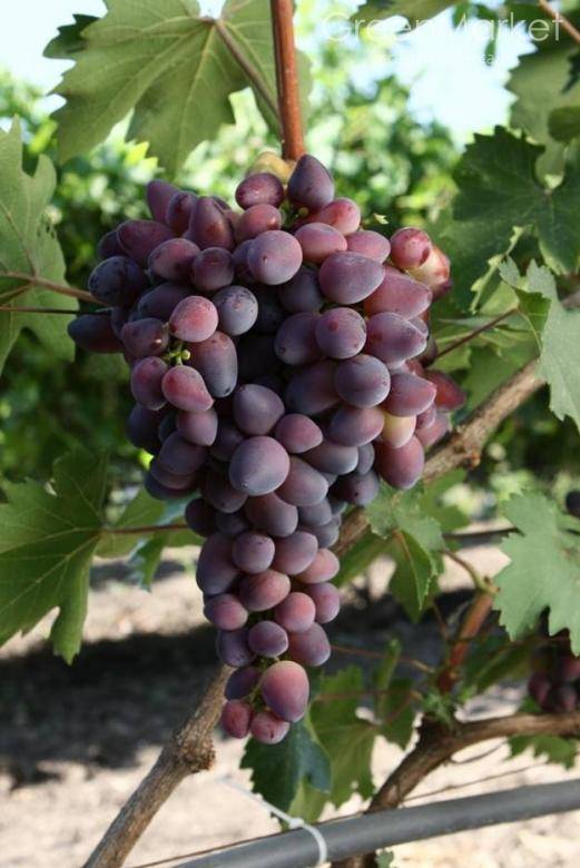 Красотка - описание и характеристики сорта винограда