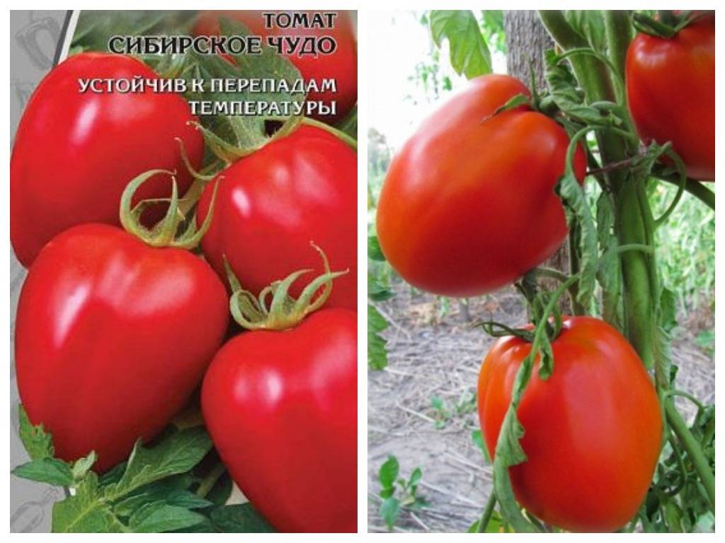 Томат чудо-пальчики: описание сорта, отзывы, фото, урожайность | tomatland.ru