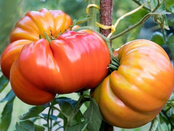 Томат "шапка мономаха": описание сорта, характеристика и фото помидоров