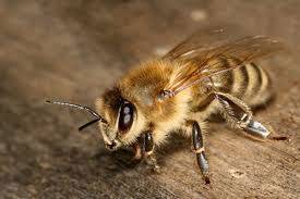 Забрус пчелиный. лечебные свойства. как принимать. купить забрус