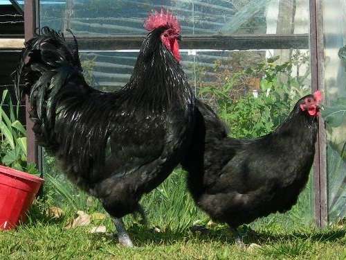 Австралорп чёрный и чёрно-пёстрый: описание породы кур и фото, характеристики и особенности выращивания цыплят