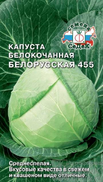 Капуста белорусская: особенности выращивания сорта