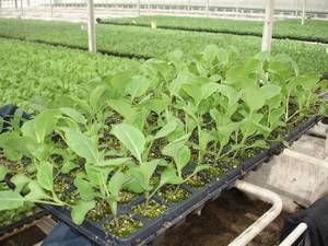 Как посадить капусту в открытый грунт, схема и сроки посадки