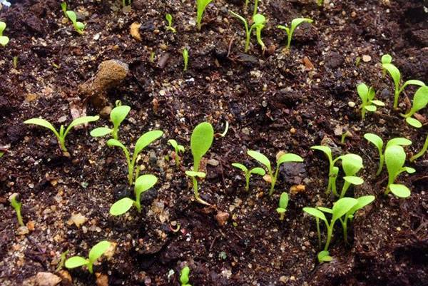 Щавель: выращивание и уход в открытом грунте