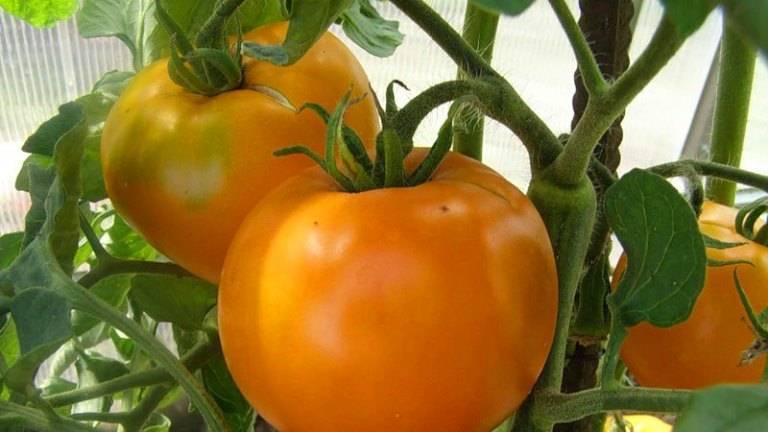 Сорт томата «груша оранжевая»: описание, характеристика, посев на рассаду, подкормка, урожайность, фото, видео и самые распространенные болезни томатов