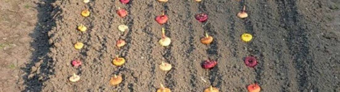 Правильный уход за гладиолусами: как и когда высаживать луковицы в открытый грунт