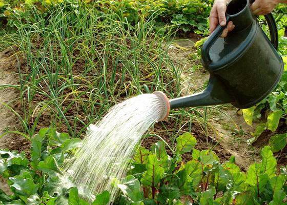 Как выбрать лучшее время для полива сада: 7 шагов