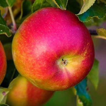 Описание, характеристики и история селекции яблонь сорта лигол, правила выращивания