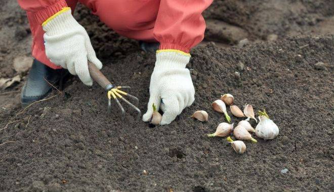 Почва для чеснока: характеристики и кислотность почвы для чеснока
