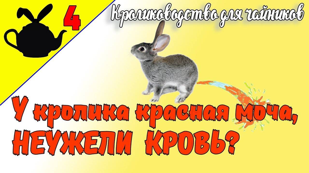 Почему у кролика красная моча: причины и лечение