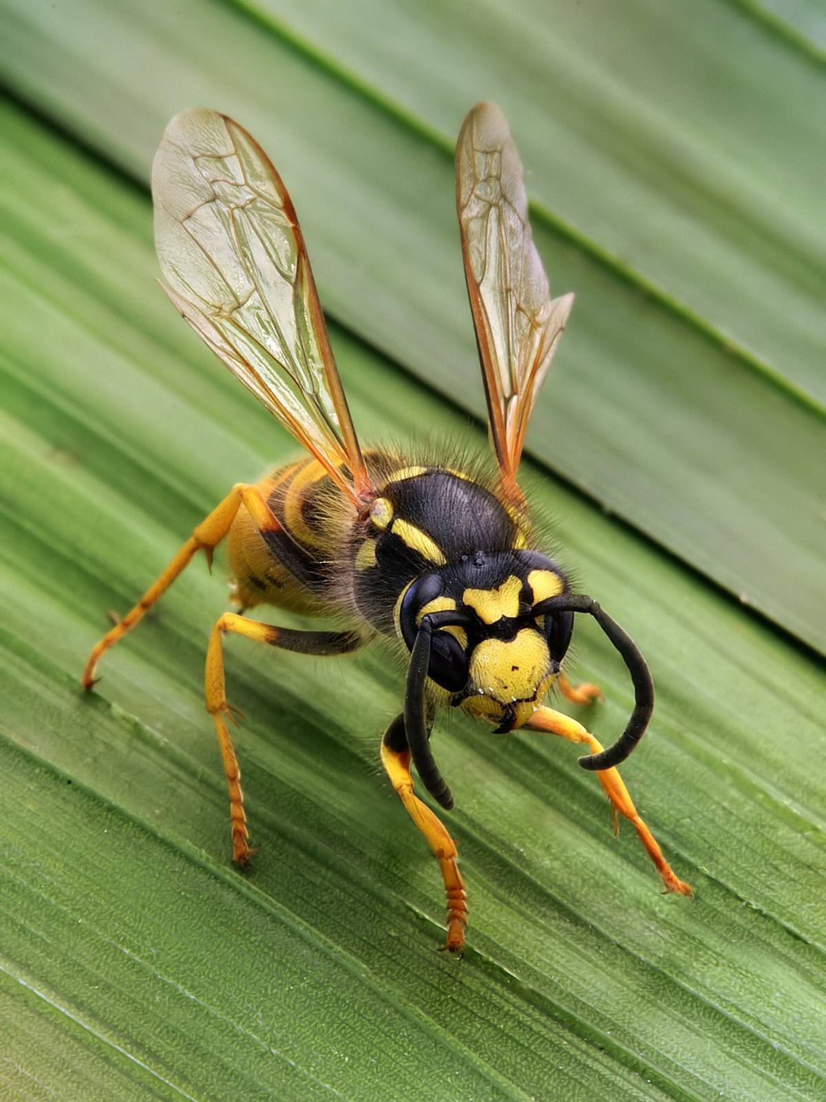 Польза и вред от ос – как поддержать добрососедские отношения между человеком и насекомыми