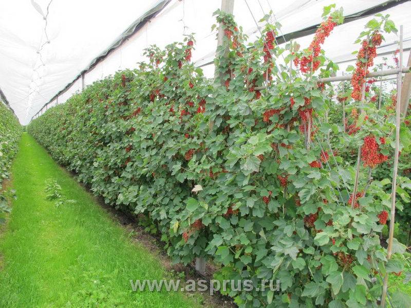 Смородина красная: лучшие сорта, уход и выращивание