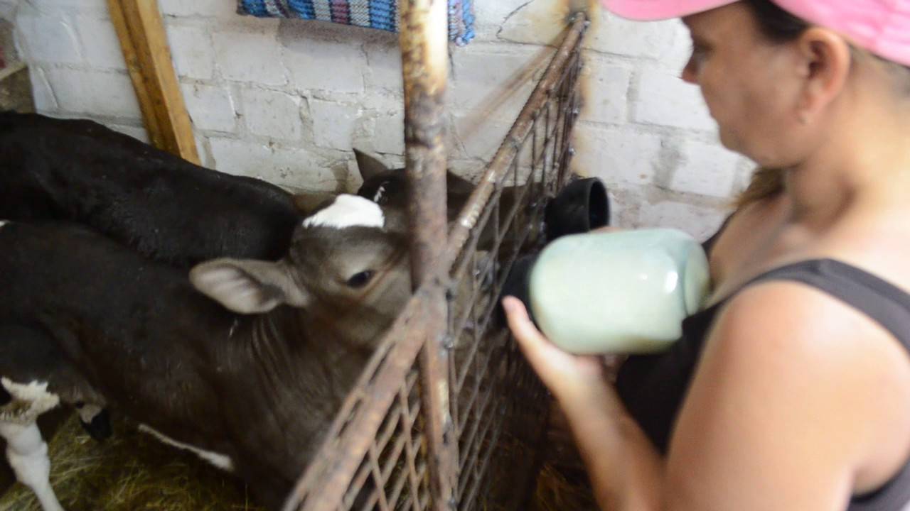 Кормление телят: как кормить теленка в домашних условиях? сколько давать молока новорожденному? кормушки для выпойки телят