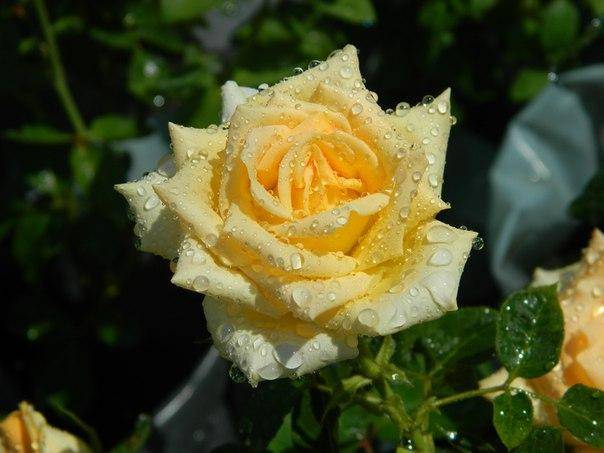 Розы чайно-гибридные: характеристика лучших сортов