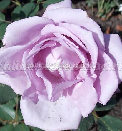 Чайно-гибридная роза дезире (desiree) - описание, агротехника, советы | о розе