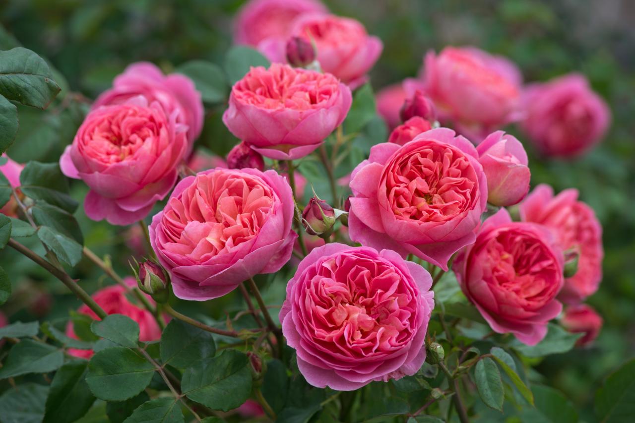 Кустовые розы: лучшие сорта и особенности выращивания
