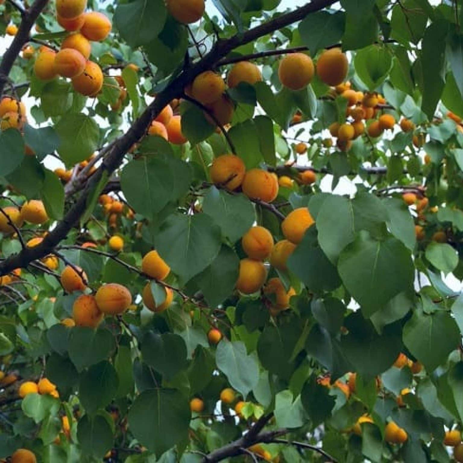 Весенний уход за абрикосом подкормка. подкормка молодых и зрелых абрикосов весной: в чём разница