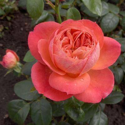 Hearts — чайно-гибридная роза от нидерландских селекционеров компании jan spek nurseries
