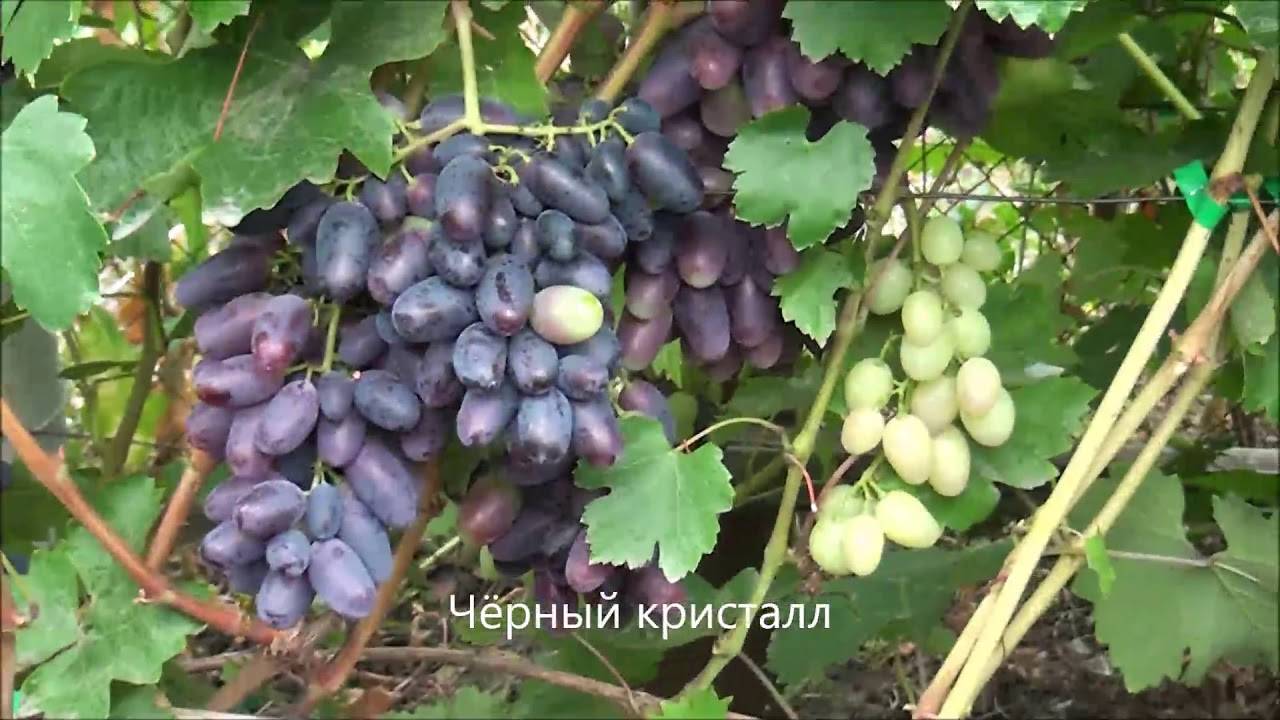 Виноград шамаханская царица фото и описание сорта