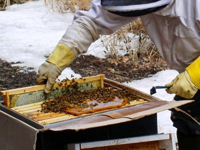 Как подкормить пчел зимой | практическое пчеловодство
