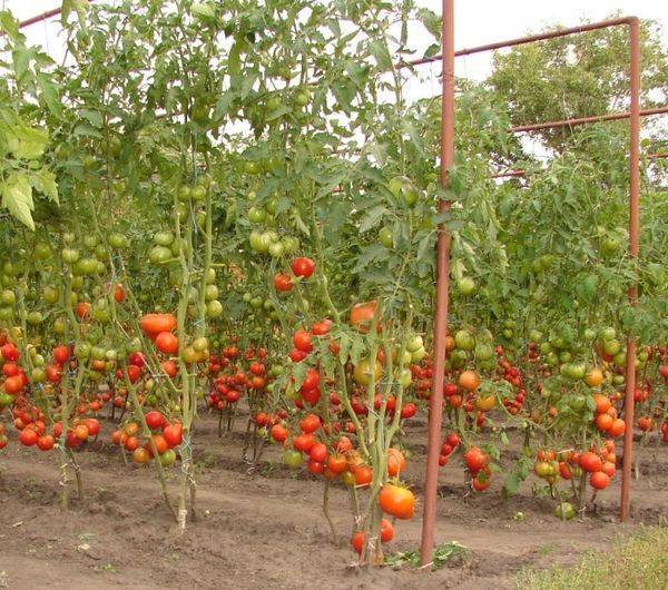 Правила, рекомендации и тонкости посадки помидоров