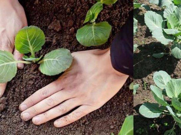 Посадка капусты в открытый грунт и выращивание рассады в домашних условиях