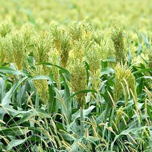 Полезные свойства травы тархун и оригинальные рецепты его употребления