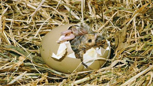 О яйцах фазана: таблица инкубации и вывод птенцов с помощью инкубатора