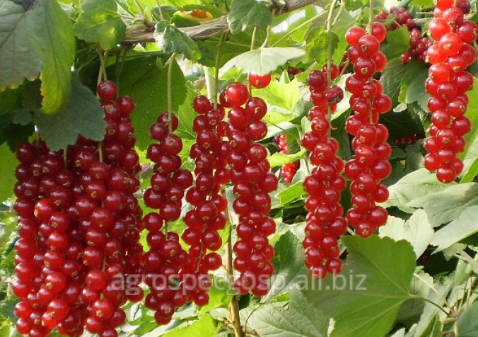 Красная смородина натали: описание сорта, уход и выращивание